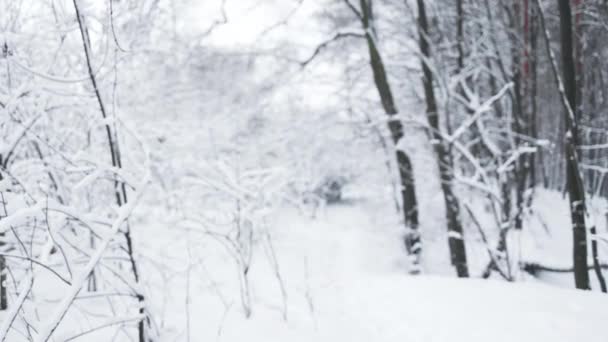 早冬公园森林白雪覆盖 优质Fullhd影片 — 图库视频影像