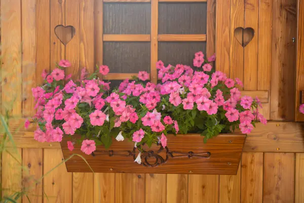Schöne Blühende Petunienblüten Hölzernen Fensterkasten Einem Schönen Sommertag Breslau Polen lizenzfreie Stockbilder