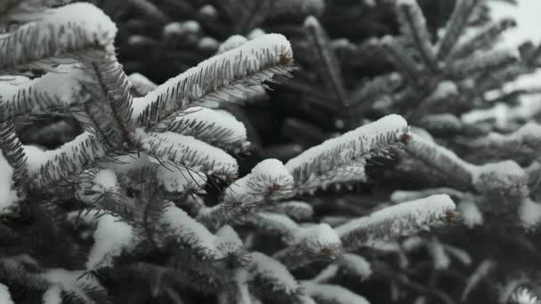 Snow Falling Fir Trees Branches Snow Falls Pine Tree Branch — Stockvideo
