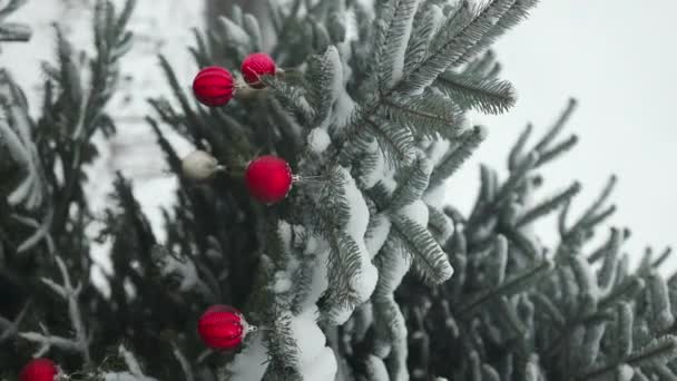 2024 幸せな新年のクリスマスツリーは家族の冬の休日のための屋外の枝の雪の赤いガラス球で飾ります フェスティバルムード ノエル 高品質のフルHd映像 — ストック動画