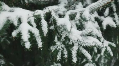 Yılbaşı pazarındaki mevsimlik canlı ağaç pazarında satışa sunulan çeşitli türde gerçek yeşil Noel ağaçları. Yüksek kaliteli FullHD görüntüler