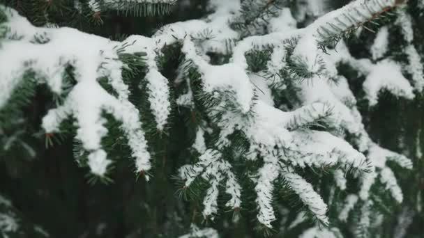 クリスマスマーケットで季節のライブツリーロットで販売されている様々な種類の本物の常緑のクリスマスツリーのグループ 高品質のフルHd映像 — ストック動画