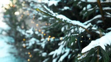 Yılbaşı pazarındaki mevsimlik canlı ağaç pazarında satışa sunulan çeşitli türde gerçek yeşil Noel ağaçları. Yüksek kaliteli FullHD görüntüler