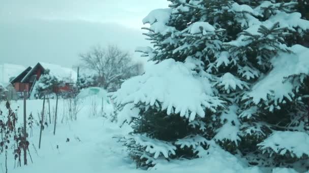Kerstboom Idyllisch Wit Besneeuwd Landschap Voor December Vakantieseizoen Kerst Achtergrond — Stockvideo