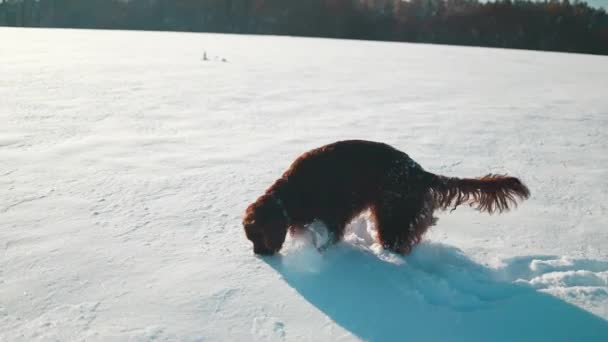 Actieve Ierse Setter Hond Loopt Slow Motion Beelden Tijdens Het — Stockvideo