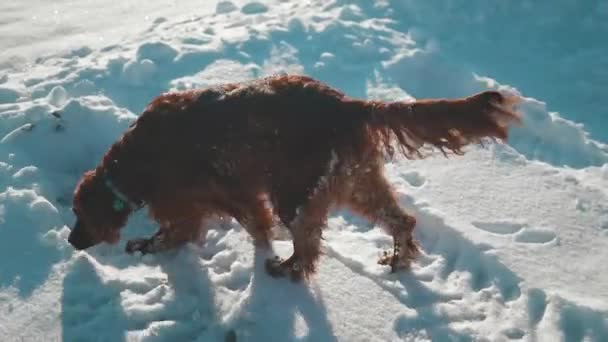雪の散歩中にアクティブなアイリッシュセッター犬は 美しい晴れた冬の日に冬の公園で楽しんで スローモーション映像を実行しています 高品質のフルHd映像 — ストック動画