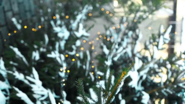 Grupo Varios Tipos Árboles Navidad Siempreverdes Reales Exhibición Para Venta — Vídeos de Stock