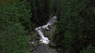 Kristal berrak suyu olan küçük bir dağ nehri. Su yeşil ormanda yosun ile kaplanmış taşların üzerinden akar. Sabah güneşi ağaçların arasından doğuyor. Yavaş çekim. Yüksek kalite 4k görüntü