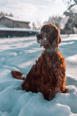 Aktif İrlandalı Setter köpeği, kar yürüyüşü sırasında yavaş çekim yapıyor, güzel güneşli kış gününde kış parkında eğleniyor. Yüksek kalite fotoğraf