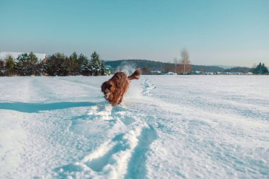 Aktif İrlandalı Setter köpeği, kar yürüyüşü sırasında yavaş çekim yapıyor, güzel güneşli kış gününde kış parkında eğleniyor. Yüksek kaliteli FullHD görüntüler