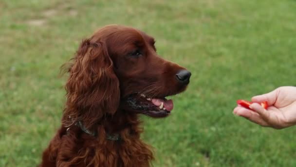 若い美しいアイリッシュ セター犬の子犬は 外で人間の手からいくつかの犬の食べ物を食べています 高品質の4K映像 — ストック動画