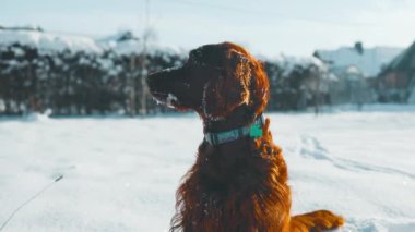 Aktif İrlandalı Setter köpeği, kar yürüyüşü sırasında yavaş çekim yapıyor, güzel güneşli kış gününde kış parkında eğleniyor. Yüksek kaliteli FullHD görüntüler