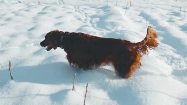 Aktif İrlandalı Setter köpeği, kar yürüyüşü sırasında yavaş çekim yapıyor, güzel güneşli kış gününde kış parkında eğleniyor. Yüksek kaliteli FullHD görüntüler