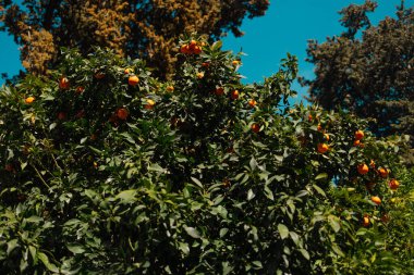 Floransa 'daki Boboli Bahçeleri' nde ağaçta yeşil yapraklı portakal dalları. Yüksek kalite fotoğraf