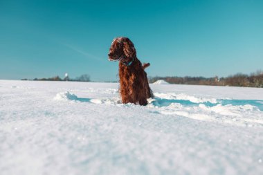 Aktif İrlandalı Setter köpeği, kar yürüyüşü sırasında yavaş çekim yapıyor, güzel güneşli kış gününde kış parkında eğleniyor. Yüksek kalite fotoğraf