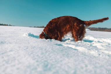 Aktif İrlandalı Setter köpeği, kar yürüyüşü sırasında yavaş çekim yapıyor, güzel güneşli kış gününde kış parkında eğleniyor. Yüksek kalite fotoğraf