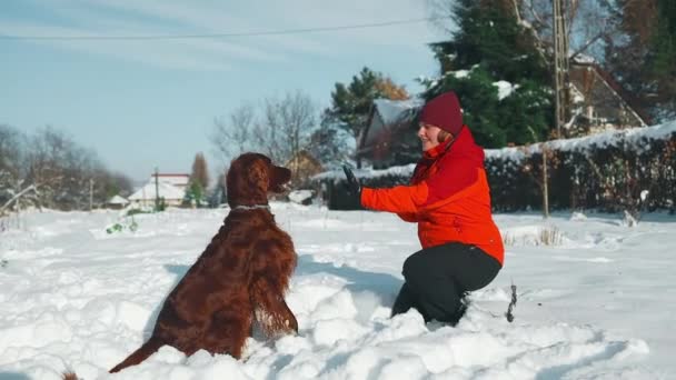 女性は冬の時間に屋外で彼女のアイルランドのより良い犬に命令を与えます 人間と動物の友情 健康的なライフスタイル 高品質のフルHd映像 — ストック動画