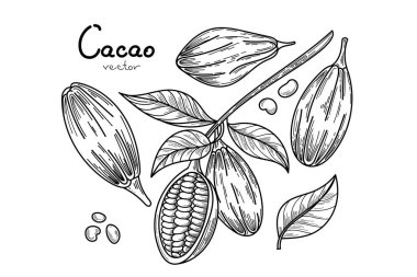 Kakao tropik meyve şablonu seti. El çizimi Kakao fasulyesi vektörü, beyaz arkaplanda izole edilmiş simge metni bırakıyor. Kafe, dükkan, menü için Vektör İllüstrasyonu. 