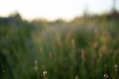Güzel doğal panoramik kırsal alan. Sıcak yaz günbatımında doğada vahşi otlar açıyor. Pastoral manzara. 
