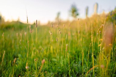 Güzel doğal panoramik kırsal alan. Sıcak yaz günbatımında doğada vahşi otlar açıyor. Pastoral manzara. 