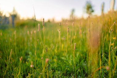 Güzel doğal panoramik kırsal alan. Sıcak yaz günbatımında doğada vahşi otlar açıyor. Pastoral manzara. 