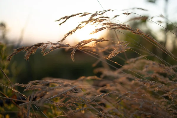 Selective soft focus of beach dry grass, reeds, stalks blowing in the wind at golden sunset light. Tranquil autumn fall nature field background. Soft shallow focus