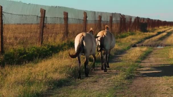 Zwei Pferdefreunde Gehen Gemeinsam Auf Die Weide Pferderückansicht Hochwertiges Filmmaterial — Stockvideo
