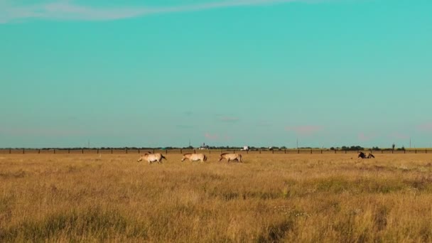 Dva Kůňáci Spolu Chodí Pastvinách Pohled Zezadu Vysoce Kvalitní Záběry — Stock video