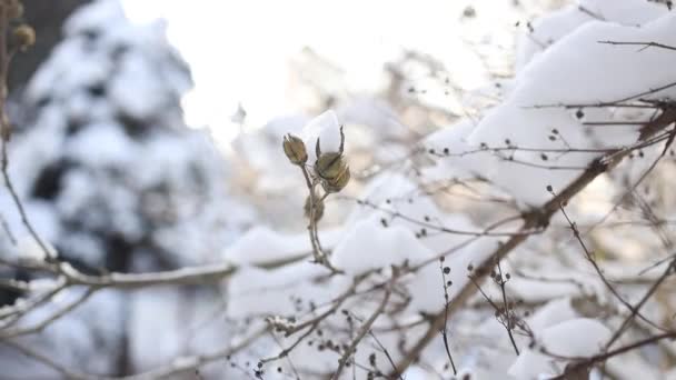 Δέντρο Κλαδιά Στο Φόντο Της Χιονιού Νιφάδες Χιονιού Πέφτουν Στο — Αρχείο Βίντεο