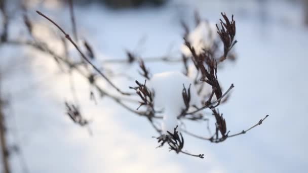 Boom Takken Achtergrond Van Sneeuw Sneeuwvlokken Die Het Winterlandschap Vallen — Stockvideo