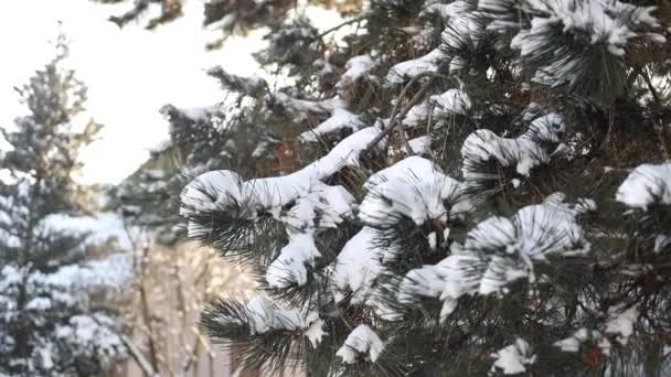 Frosty Spruce Branches Outdoor Frost Scen Snö Vinter Bakgrund Natur — Stockvideo