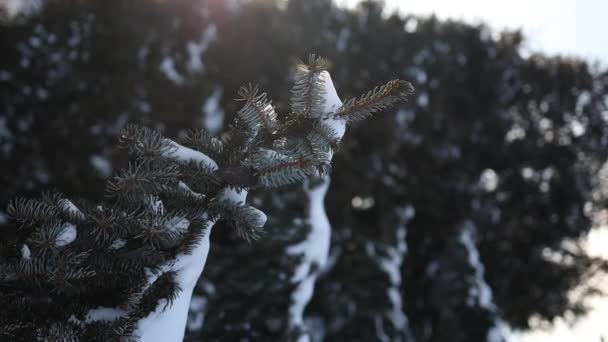 Frosty Spruce Branches Outdoor Sceny Mróz Śnieżne Tło Naturalny Leśny — Wideo stockowe