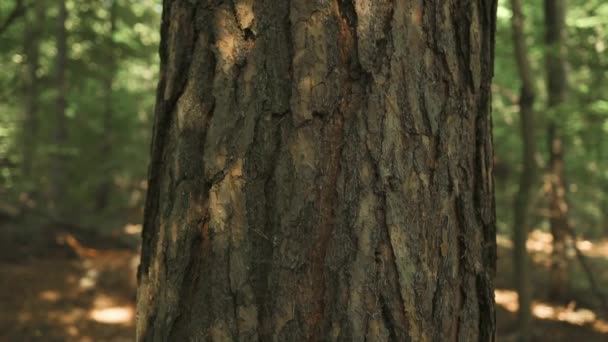 Zblízka Lesní Borovice Rozmazaným Slunečním Světlem Stromy Zadním Hřišti Vysoce — Stock video