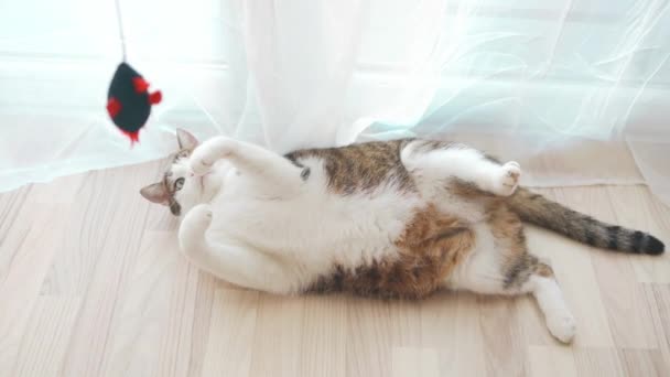 かわいいタビー猫は 自宅の床でおもちゃで遊んでいます 屋内で飼育されたペット 小さな親友のコンセプト 高品質のフルHd映像 — ストック動画