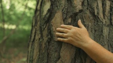 Kadın eli ormanda bir çam ağacının kabuğuna dokunup okşuyor. Yaşlı görkemli bir meşe ağacına dokunan bir el. Doğayı sevmek. Uyum, sükunet, rahatlama. Dünyayı kurtarıyorum. Yeşil gezegen .