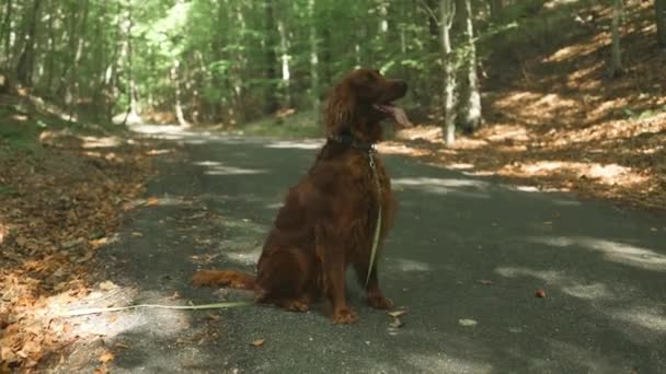 秋の森で飼い主の足に座っているかわいいアイルランドのセッター犬 ペットと一緒に旅する 忠実な仲間 トラベル高品質フルHd映像 — ストック動画