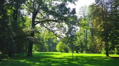 Yerel bir halk parkının taze yeşil çimenliği ve yumuşak güneş ışığında güzel ağaçlar. Botanik Bahçeleri Yüksek Kaliteli FullHD görüntüleri