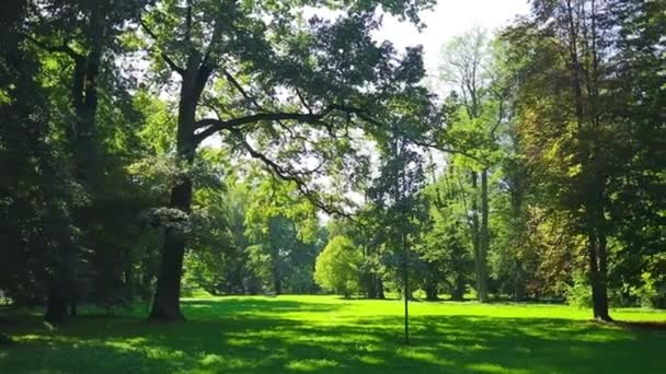 柔らかい朝の日差しに美しい木々と地元の公共公園の新緑の芝生 植物園 高品質のフルHd映像 — ストック動画