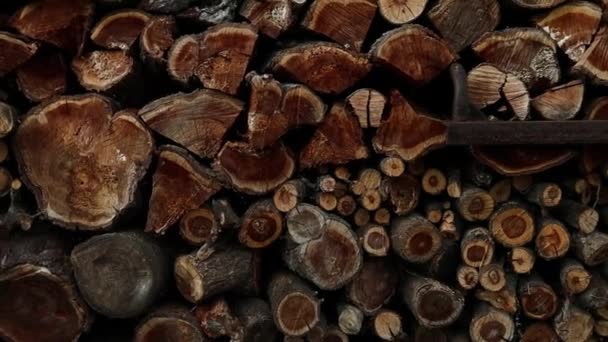 Cross Section Cut Logs Various Sizes Rings Texture Old Tree — Stock Video