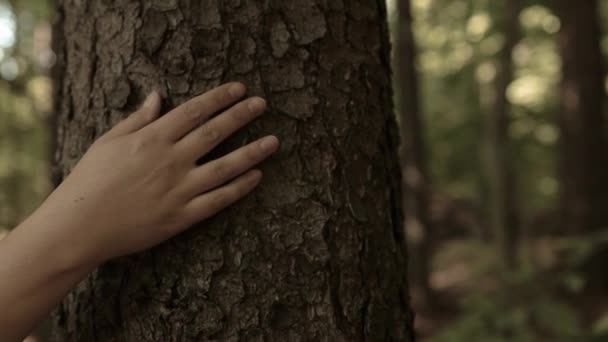 Mão Pessoa Toca Uma Árvore Floresta Selvagem Hora Verão Ecologia — Vídeo de Stock