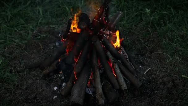 Fuoco Fiamme Falò Brucia Nella Foresta Texture Fuoco Ardente Falò — Video Stock