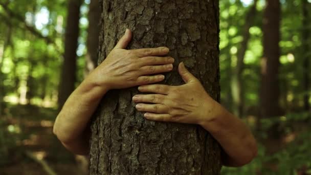 Fechar Mãos Mulher Abraçando Árvore Uma Floresta Verão Desfrutar Natureza — Vídeo de Stock