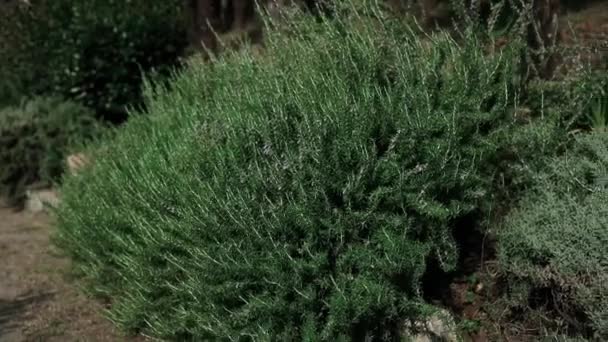 Verse Rozemarijn Herb Groeien Buiten Rozemarijn Plant Buitenlandschap Hoge Kwaliteit — Stockvideo
