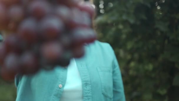 Винороб Збирає Рожевий Виноград Винограднику Крупним Планом Знімок Руки Жінки — стокове відео