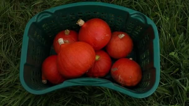 Orangenreifer Kürbis Hokkaido Korb Herbstgarten Thanksgiving Und Halloween Hintergrund Plastiktüte — Stockvideo