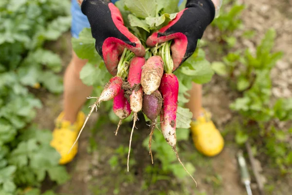 Farmers holding fresh radish in hands on farm. Woman hands holding freshly bunch harvest. Healthy organic food, vegetables, agriculture, close up. High quality photo