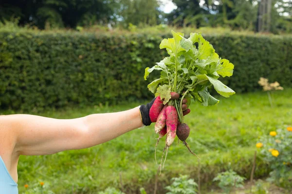 Farmers holding fresh radish in hands on farm. Woman hands holding freshly bunch harvest. Healthy organic food, vegetables, agriculture, close up. High quality photo