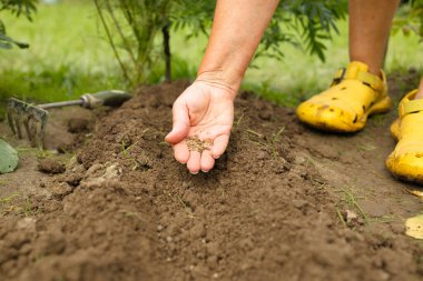 Tanınmayan kadın elleri sırayla tohum tohumu tutuyor, toprakta filizleniyor. İsimsiz kadın organik çiftçi bahçesindeki genç bir bitkiyi koruyor. İşletme tarım bahçesi. Yüksek kalite