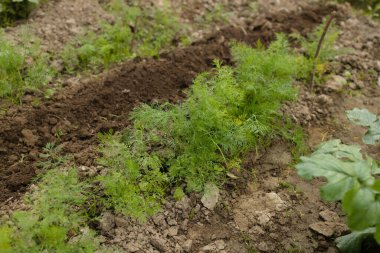 Sebze yatağında yetişen taze dereotu Anethum mezarlığı. Yıllık bitki, Apiaceae ailesi. Taze otlar yetiştiriyoruz. Bahçedeki yeşil bitkiler, sağlıklı gıda konsepti üretmek için ekolojik tarım