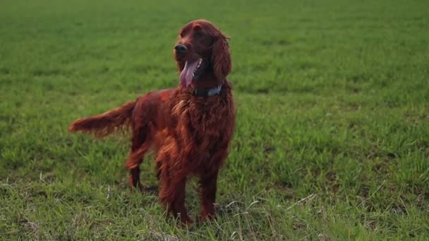 Vacker Röd Setter Hund Som Står Trädgården Ett Fält Ser — Stockvideo